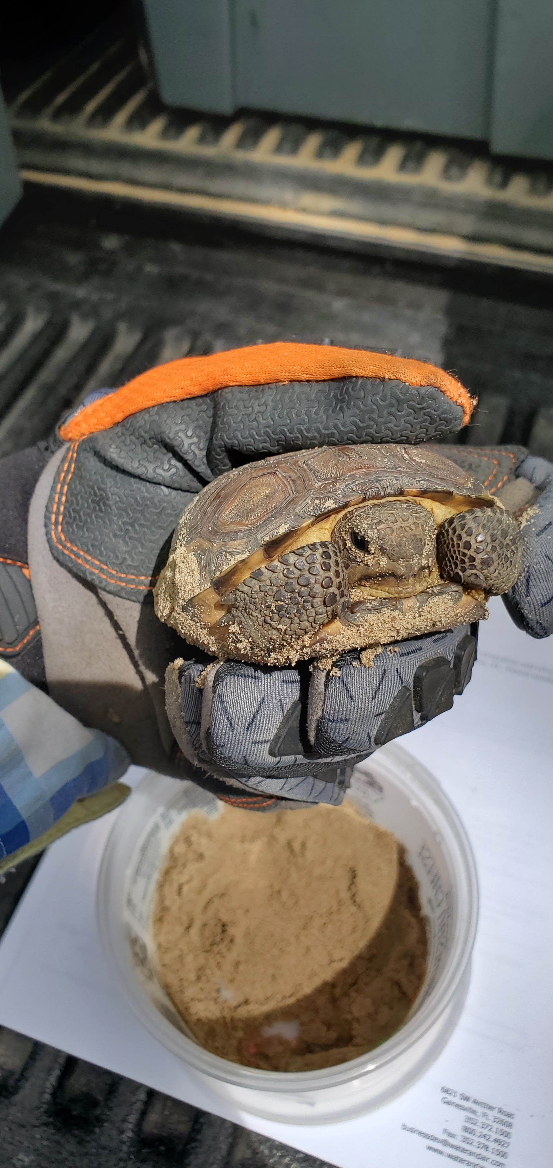 Gopher tortoise protection in Florida – The Botanical Home Store